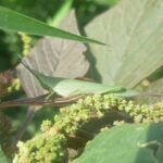 solutions efficaces de protection contre les nuisibles pour un environnement sain et sécurisé.