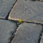 survivor : découvrez l'histoire captivante de résilience et de courage dans ce récit inspirant de survie face à l'adversité.