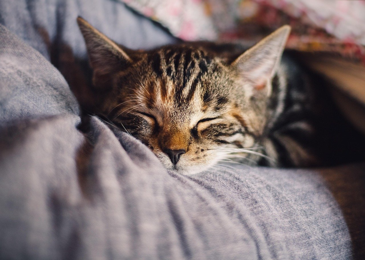 consultation spécialisée en sommeil pour améliorer votre qualité de nuit grâce à des conseils personnalisés et un accompagnement professionnel.