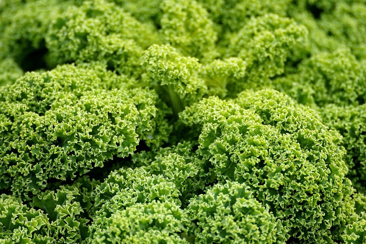 découvrez une variété de légumes frais et sains pour enrichir vos repas quotidiens.